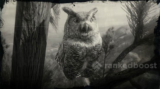 Red Dead Redemption 2 Owl